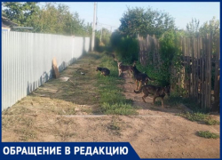 Свора собак держит в страхе жителей СНТ «Радуга» в Волжском