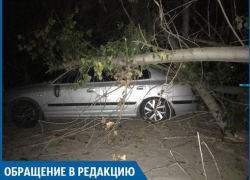 В Волжском старое дерево повредило дорогую иномарку
