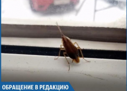 Усатые тараканы бегают по магазину "Суши VIP", - волжанка