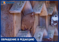 Трупный яд отравляет жителей Волжского, пока экстренные службы бездействуют