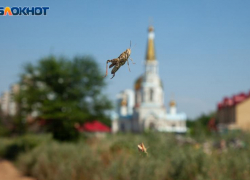 Жаркий и ветреный понедельник ожидает волжан