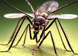 Как волжанам спастись от комаров?