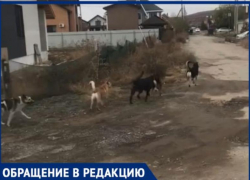 «Собачий террор» - под Волжским люди жалуются на стаи огромных собак