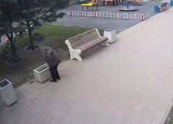 Акт вандализма в Волжском: жительница украла свежевысаженные цветы из клумбы