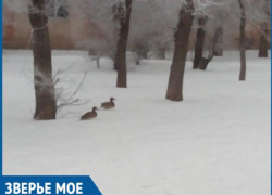 Утки решили перезимовать в Волжском