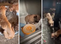 Из собачьего концлагеря под Волжским спасли десятки собак после смерти хозяйки