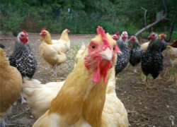 Волжане из-за пожара лишились 12 несушек