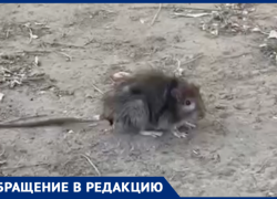  Крысы  и мыши скоро станут домашними питомцами жителей Волжского по улице Академика Королева 