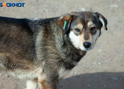 Волжане подают обращения против эвтаназии собак