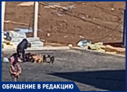 «Могут ребенка загрызть»: двор в Волжском превратился в псарню