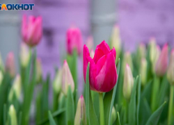 До +12 градусов тепла в Волжском