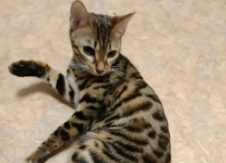 В Волжском ищут новый дом для бенгальской кошки, оставшейся сиротой после смерти хозяина