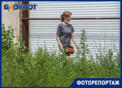 Сорняки по колено и опасные сухостои: фоторепортаж из дворов Волжского