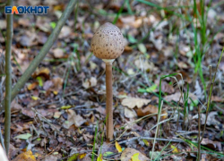 В Волжском растет число пострадавших от отравления грибами
