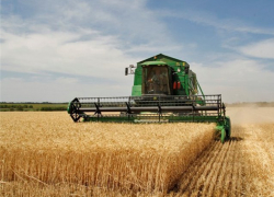 Волгоградский фермер нашел в поле человеческие останки