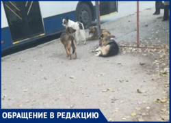 «В городе опасно ходить!»- волжане жалуются на огромные стаи собак, которые нападают на людей