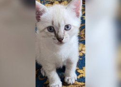 Голубоглазый котенок ищет семью в Волжском