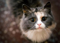 Волжан приглашают вылепить мартовских котов