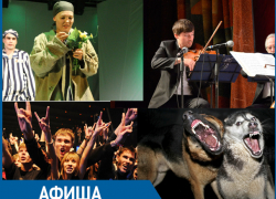 Рок-сейшн, Стая и Популярная классика: Куда пойти в Волжском  
