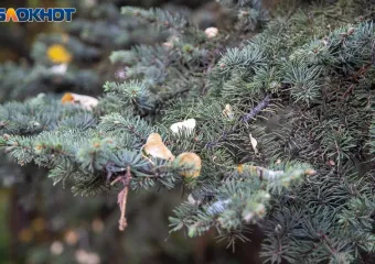 Плюсовая температура вернулась в Волжский: прогноз погоды