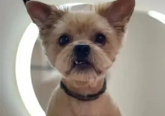 Схватил и унес: в Волжском среди бела дня похитили йорка Масика