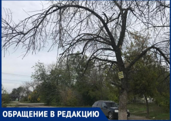 «Сухостой у входа в магазин может обернуться бедой», - волжанин об опасном соседстве