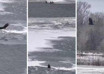 Стая краснокнижных орланов обитает в Волжском: видео