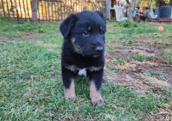 Пять хвостатых малышей ждут своего человека