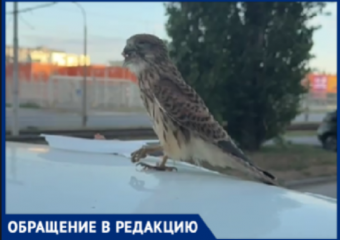 Неравнодушный волжанин спас изможденного сокола, брошенного на произвол судьбы