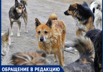 "Стая из восьми собак бегает около входа в детский сад", - волжанин 