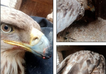 Орла-могильника спасают близ Волжского