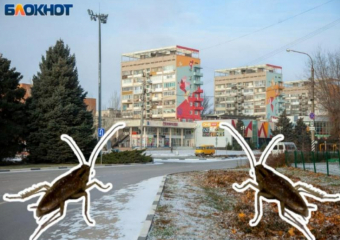 Нашествие тараканов в Волжском: причины, особенности и опасности