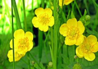 Ядовитый лютик зацвел в Волжском