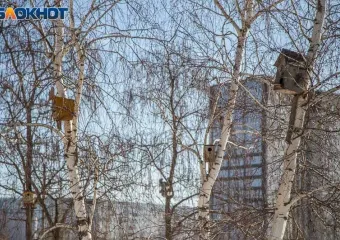 Итоги переписи воробьев в Волжском