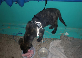 Щенка привязали и бросили в подъезде дома в Волжском