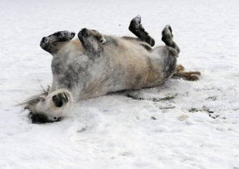 Под Волжским пассажирский поезд сбил табун лошадей