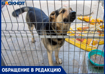 Без поводка и намордника: волжане жалуются на владельцев крупных собак
