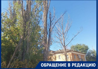«Стучат в окно и грозятся разбить», - жители Волжского о сухостое