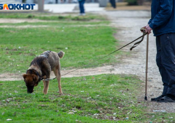 ГОСТ на выгул собак вступит в силу в апреле: сколько площадок должно быть в Волжском