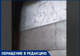 Комары в октябре? Из-за сырого подвала волжан атаковали насекомые