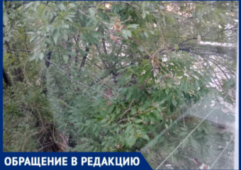 В Волжском ветки лезут на балкон, насекомые атакуют квартиру, а УК бездействует