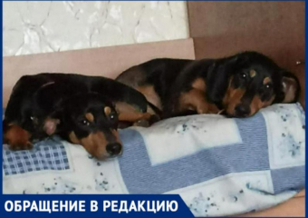 «Спасла песика»: под Волжским женщина поймала чужую собаку на улице и отдала новым хозяевам