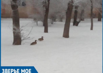 Утки решили перезимовать в Волжском