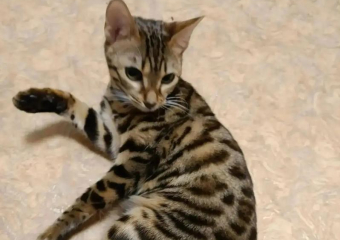 В Волжском ищут новый дом для бенгальской кошки, оставшейся сиротой после смерти хозяина