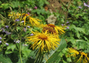 В окрестностях Волжского растет лечебное растение