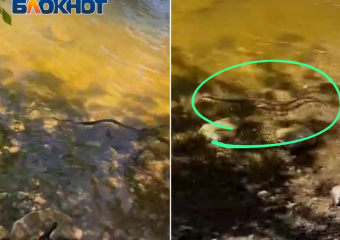 Метровая гадюка попала на видео в Волжском: змеи атакуют остров Зеленый