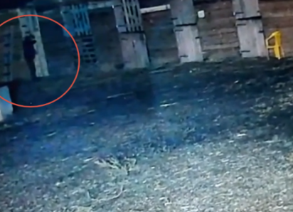 «Чтобы нельзя было зарабатывать»: в Волжском раскрыли мотивы отравителя лошадей 