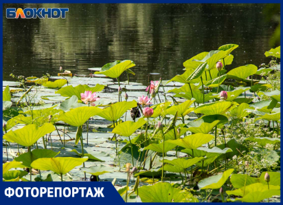 Разведка на Круглом: лотосы цветут, но до них не добраться