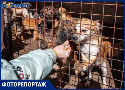 «Полсотни собак ели друг друга, запертые в комнате»: шокирующие подробности волжских волонтеров о спасенных животных 