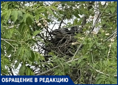 «Клюют детей и работников»: в волжской школе №14 вороны устроили террор, а администрация бездействует
